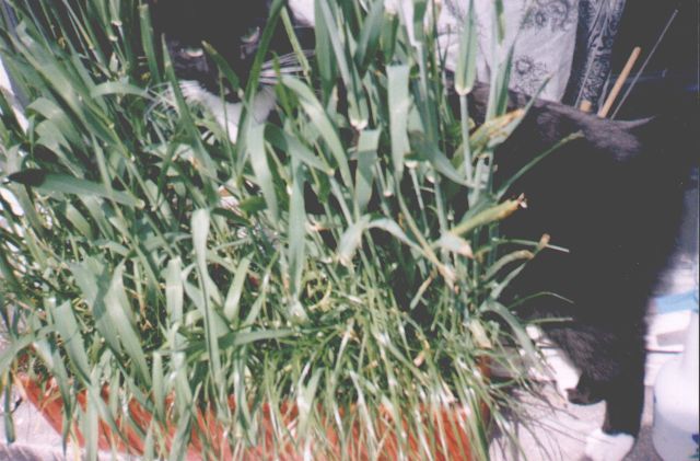 1997-xx-xx-klara-1.jpg