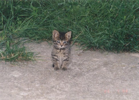 1998-08-xx-szarsza.jpg