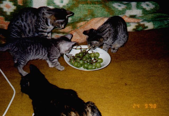1998-09-24-kropka-wyzerka-biala-i-szarsza.jpg