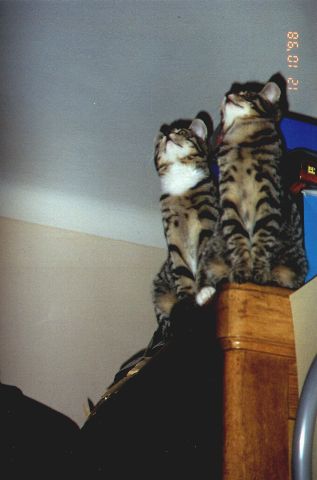 1998-10-12-biala-i-szarsza.jpg