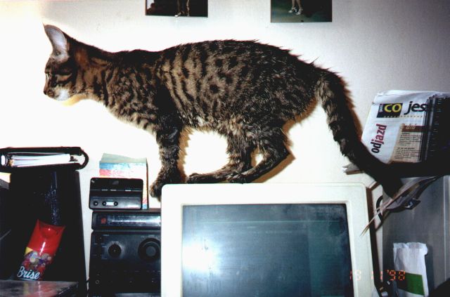 1998-11-19-szarsza.jpg
