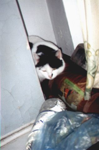 1999-04-01-pisia.jpg