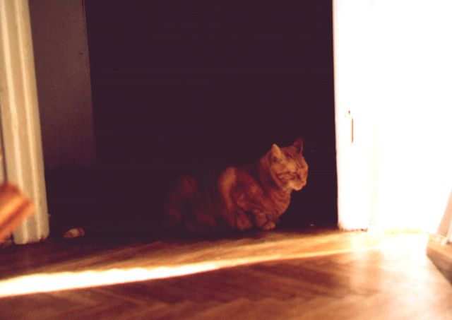 1999-09-xx-plomyczek-w-przedpokoju-lezy.jpg