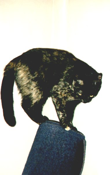2000-04-30-szuszu-1.jpg