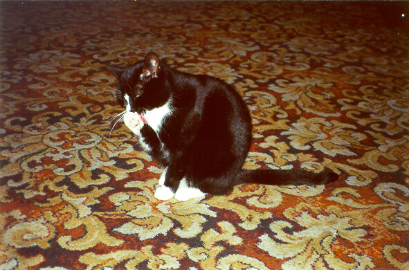 2000-12-25-gasia-na-dywanie-i-lize-lapke.jpg