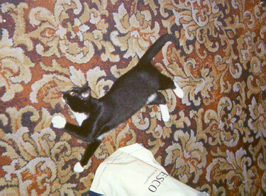 2001-01-19-gasia-pod-dziwnym-katem.jpg